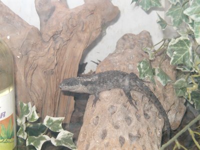 Cordylus