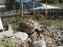 Curly - rescue sulcatta