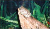 Grey Tree Frog