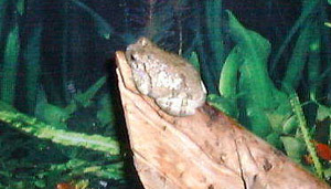 Grey Tree Frog