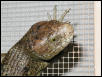 SI Skink Portrait