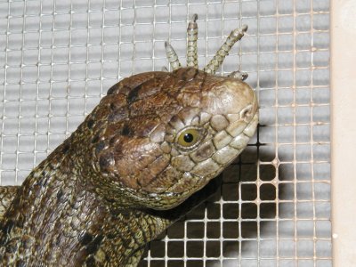 SI Skink Portrait