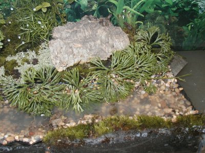 Viquarium stream