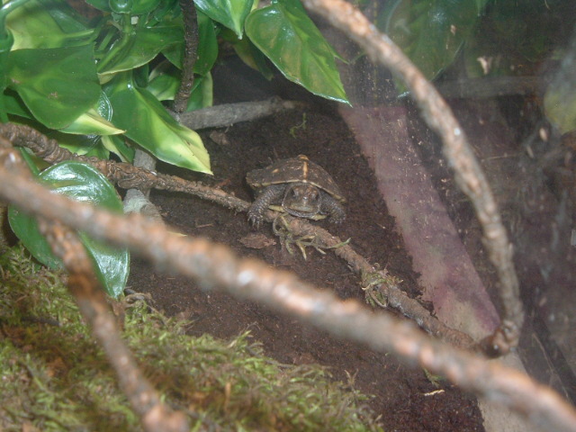 2 month old eastern box turtle