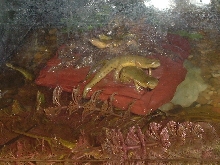 Eastern Spotted newts!!!!