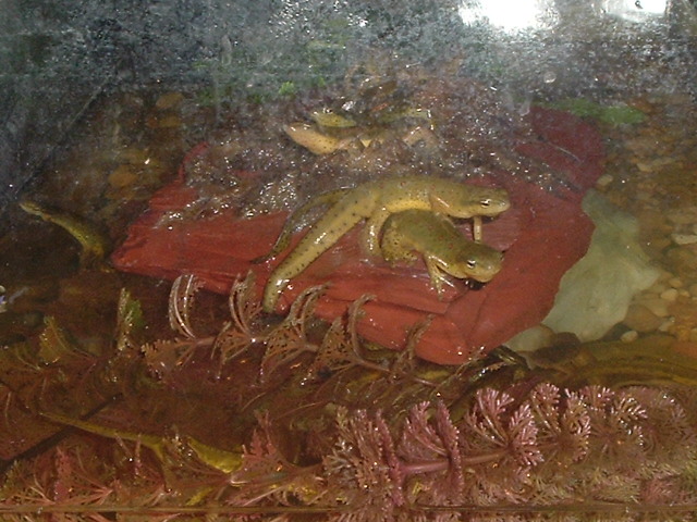 Eastern Spotted newts!!!!