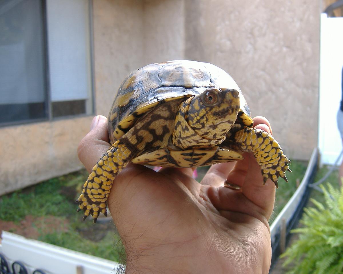 Hot Eastern Female