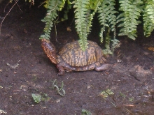 Male Eastern Box Turtle