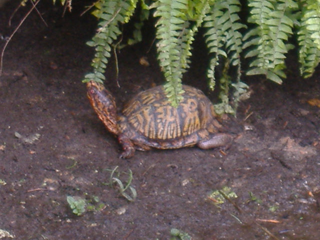 Male Eastern Box Turtle