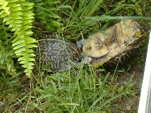 Male Florida Box Turtle