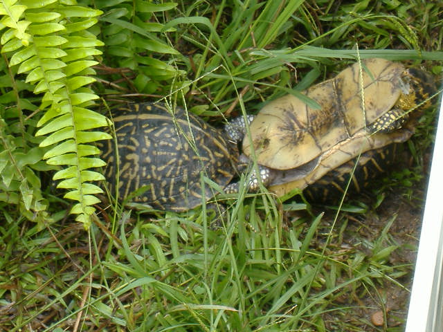Male Florida Box Turtle
