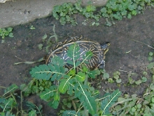 Florida  Box Turtle Female