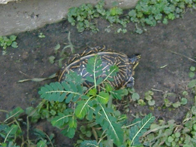 Florida  Box Turtle Female