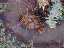 Old Alpha Resident Male Eastern