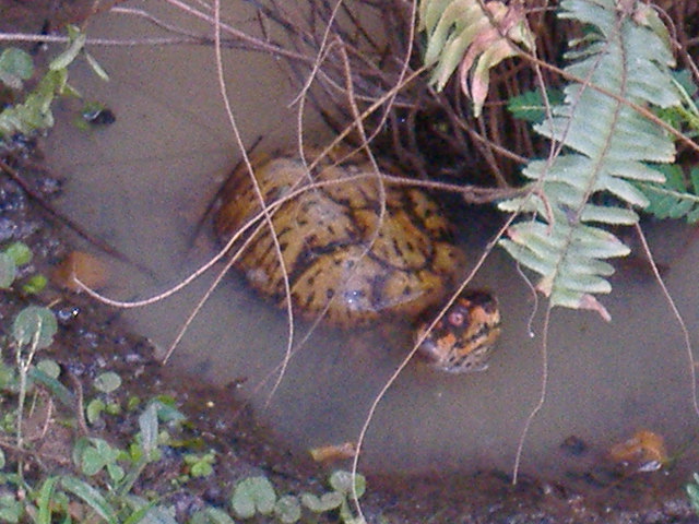 Old Alpha Resident Male Eastern