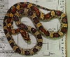 04 F Okeetee after shedding