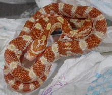 04 F Butter after shed