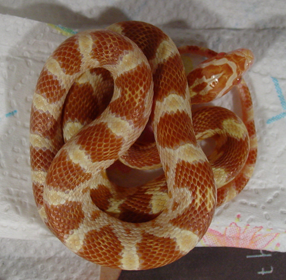 04F Butter from SMR 19 Jan 05