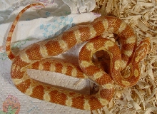 04 F Butter 20 Mar 05