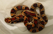 Female Okeetee