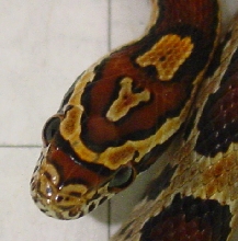 04 F Okeetee after shed