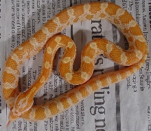 04 M Butter after shed