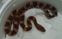 Male Okeetee