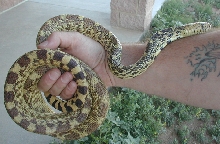 Bull snake rescued at work