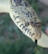 Bull snake rescued at work