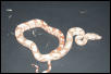 Hogg Island Boa