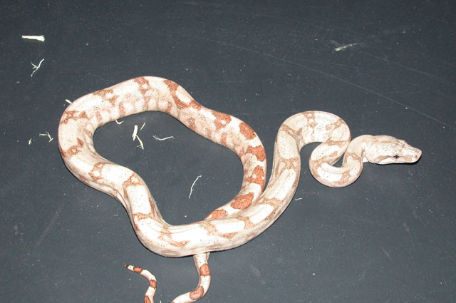 Hogg Island Boa