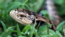 HALMAHERA BLUE TOUNGE SKINK