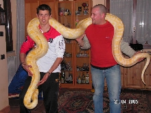 Albino Burm2