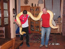 Albino Burm3