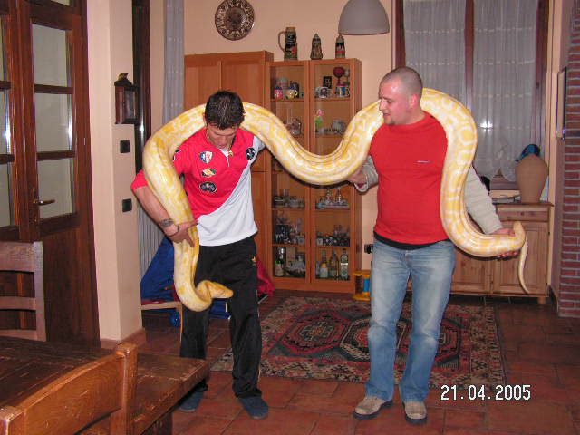 Albino Burm3
