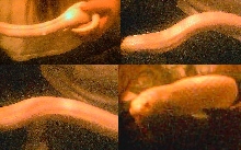 Al 4 set blurr