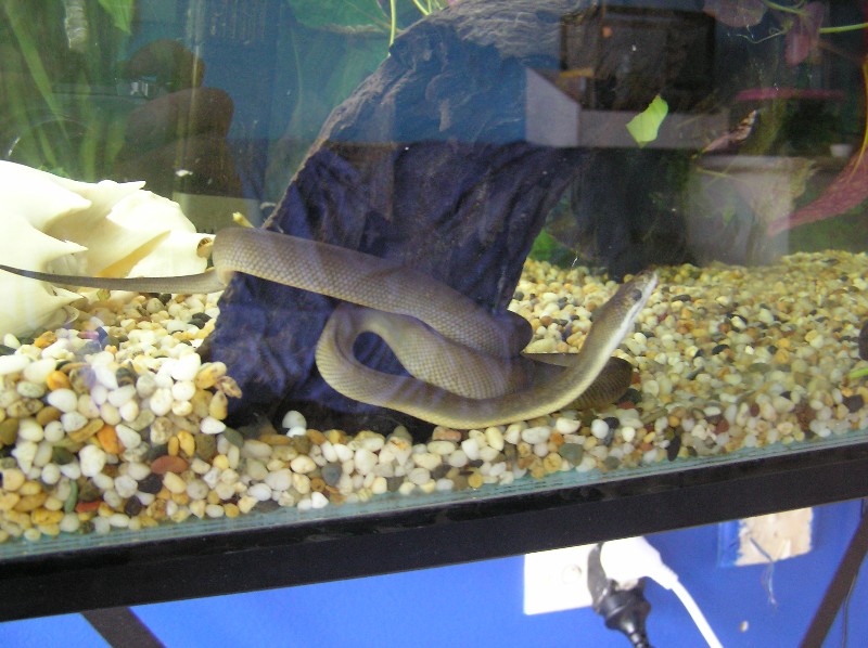 Under Water Cam
