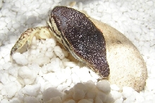 Argus Monitor Hatching