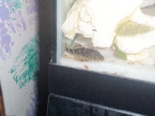 CLown Pleco?