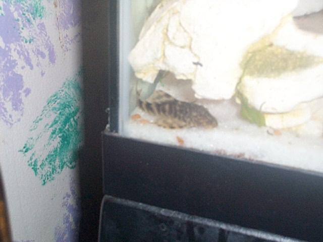 CLown Pleco?