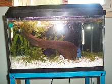 endler tank