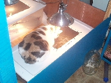 pet room3