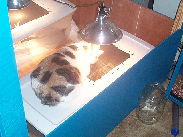 pet room3