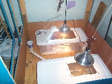 temp plated lizard cages, inside their soon to be cage