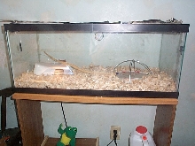 Corn Cage