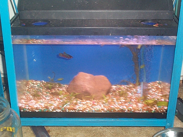 temp female betta tank