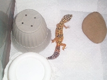 Spot