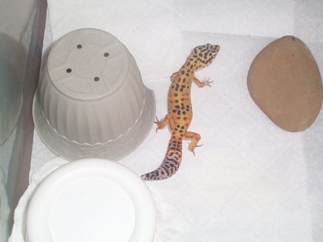 Spot