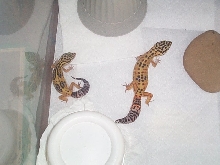 Spot and Hannah