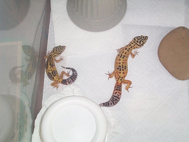 Spot and Hannah